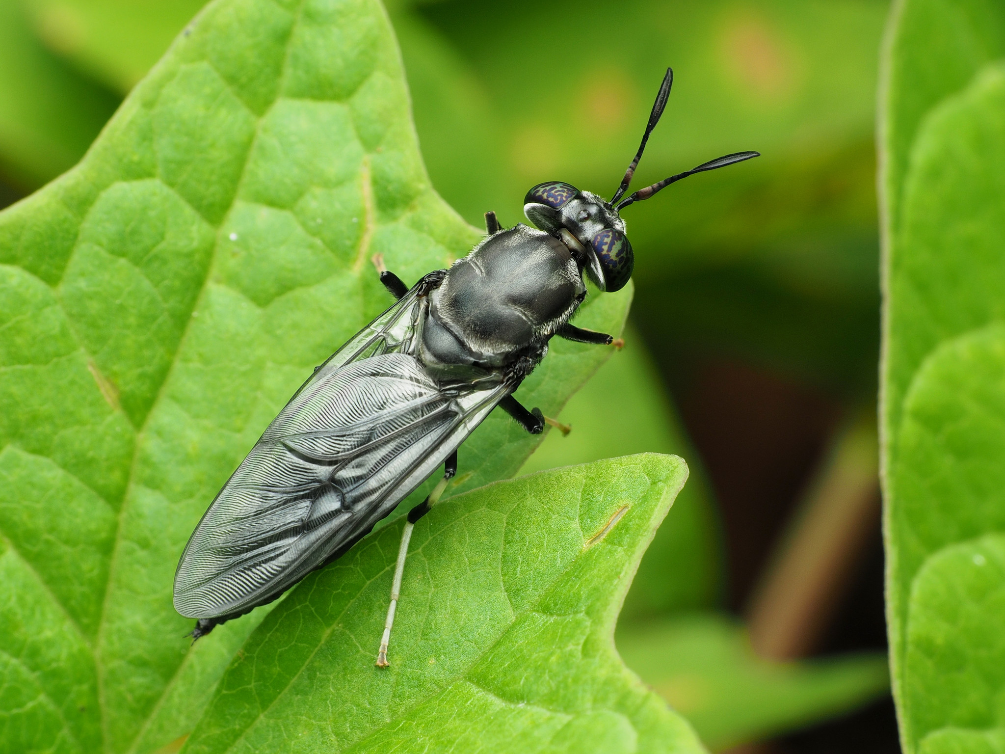 Visita la Mosca Soldado
